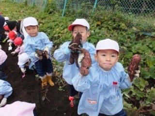 お芋掘り（年中組）